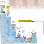 Wassersparschaltung Patent Verkauf